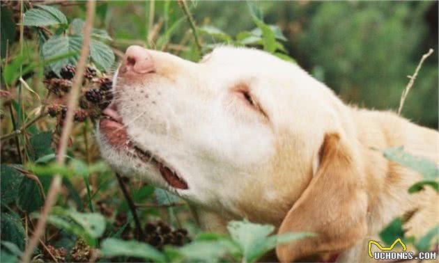 犬界里最贪吃的6种狗狗，“雪橇三傻”都聚齐了，你喂得起吗？