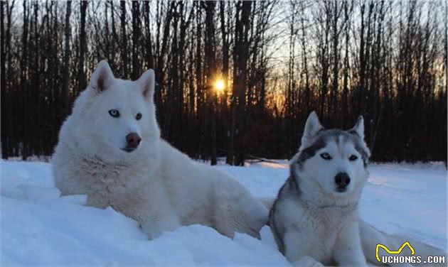 犬界里最贪吃的6种狗狗，“雪橇三傻”都聚齐了，你喂得起吗？