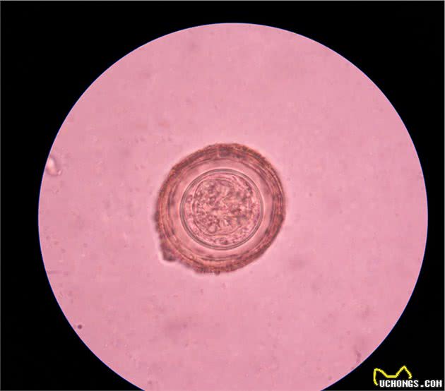 了解猫狗这6种常见体内寄生虫，你以后在家也能科学的给宠物驱虫