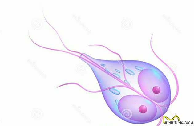 了解猫狗这6种常见体内寄生虫，你以后在家也能科学的给宠物驱虫