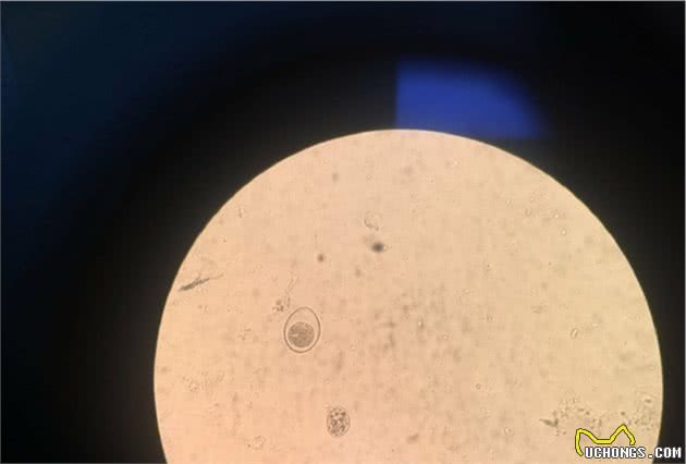 了解猫狗这6种常见体内寄生虫，你以后在家也能科学的给宠物驱虫