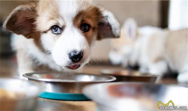 如何安排狗狗饮食？我们该给狗狗喂什么狗粮？