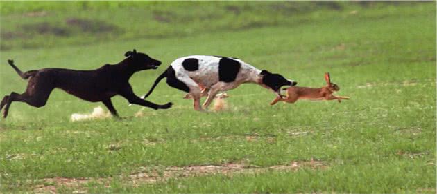 中国十大犬种之山东细犬