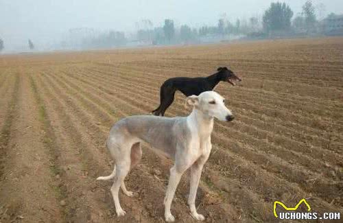 中国十大犬种之山东细犬