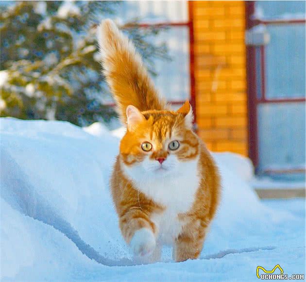 谁说猫咪冬天都怕冷？这战斗民族的猫爱玩雪，主人说它习惯了