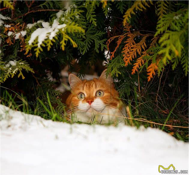 谁说猫咪冬天都怕冷？这战斗民族的猫爱玩雪，主人说它习惯了