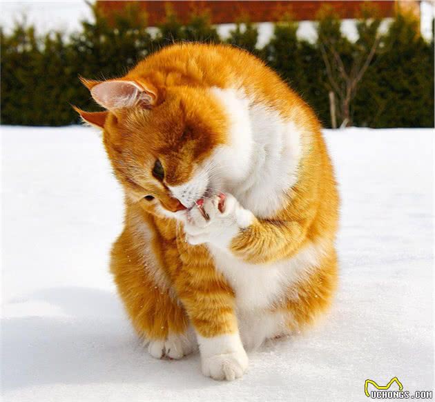 谁说猫咪冬天都怕冷？这战斗民族的猫爱玩雪，主人说它习惯了