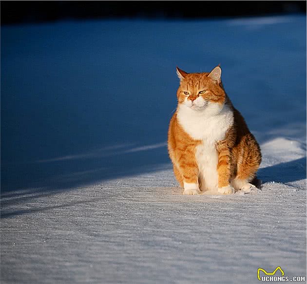 谁说猫咪冬天都怕冷？这战斗民族的猫爱玩雪，主人说它习惯了