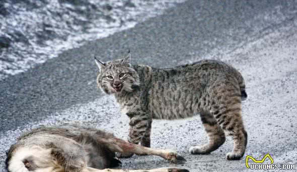 短尾猫与加拿大猞猁斗争，谁会胜？