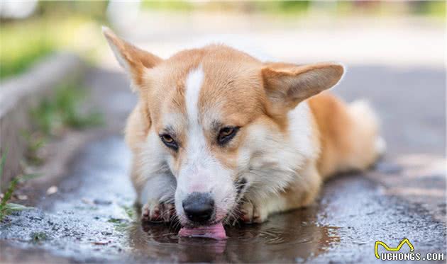 柯基犬上火了怎么办？快用这些办法帮它“降火”！