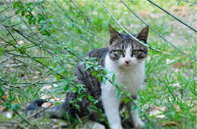 狸花猫“弃养率”高的几大原因，很多人都接受不了