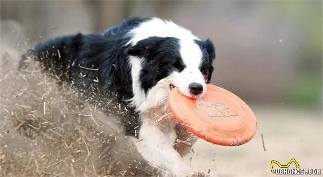 “忽悠”我养边境牧羊犬的人，你们真把我害苦了