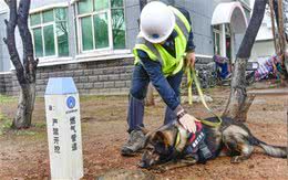 武汉天然气嗅探犬上岗，闻到漏气就刨挖示警