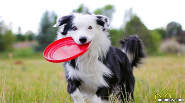 边境牧羊犬的几个小秘密，宠主不一定知道，知道后更想养它了