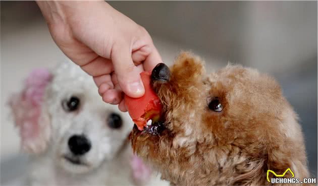 泰迪犬最容易“咬人”的几个瞬间，主人也不例外