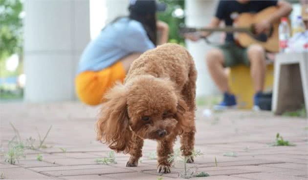 如果贵宾犬有这几种行为，宠主真该好好奖励它了