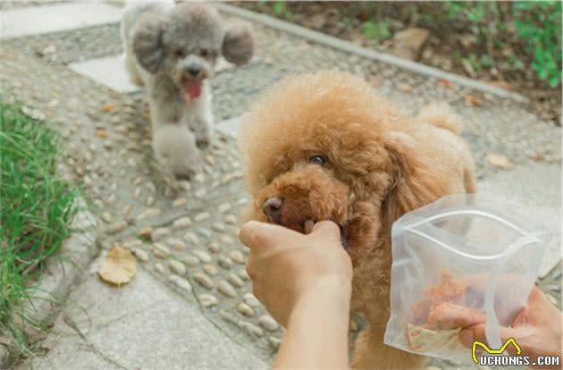 如果贵宾犬有这几种行为，宠主真该好好奖励它了