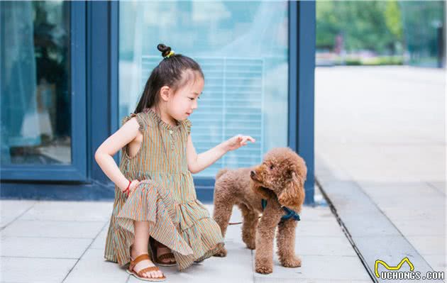 如果贵宾犬有这几种行为，宠主真该好好奖励它了