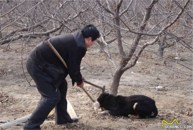 都说黑狗“辟邪镇宅”，为什么养的人却很少？这5点原因很心酸