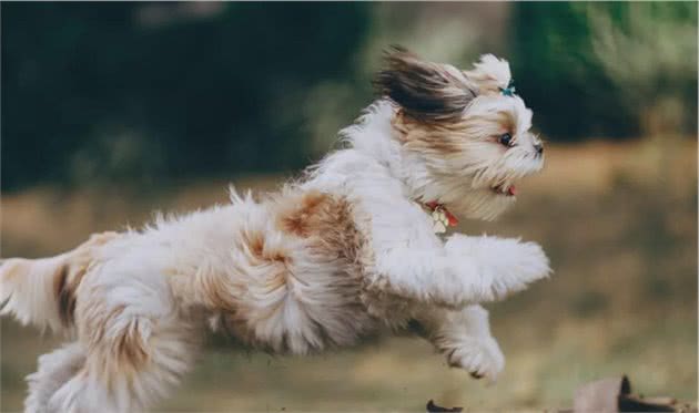 影响犬猫皮毛的营养因素蛋白质、氨基酸、脂肪酸、矿物质、维生素