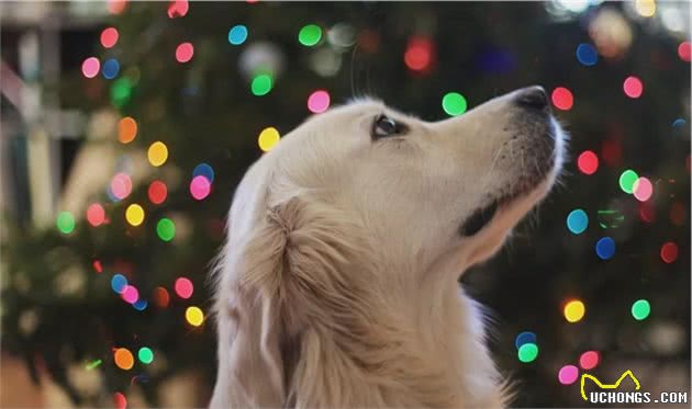 影响犬猫皮毛的营养因素蛋白质、氨基酸、脂肪酸、矿物质、维生素