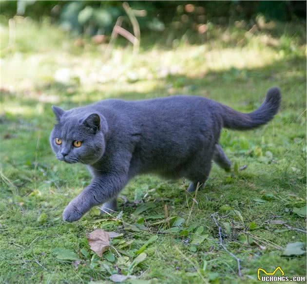 智商排名前十的猫星人都有谁？你家主子上榜了吗？