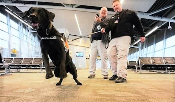 美国机场警犬的挑选标准，要做安检犬耳朵要下垂，只因看起来温驯