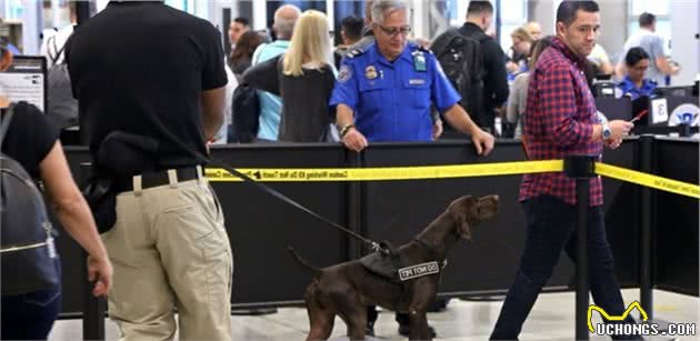 美国机场警犬的挑选标准，要做安检犬耳朵要下垂，只因看起来温驯