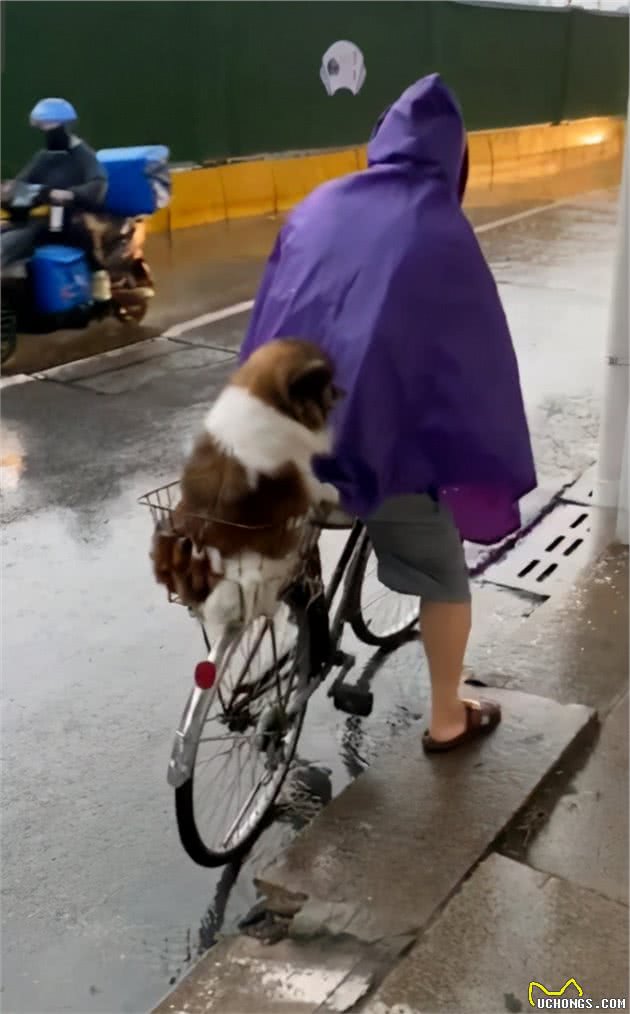 下雨天，网友跟一只陌生狗狗一起躲雨，但躲着躲着……心碎一地