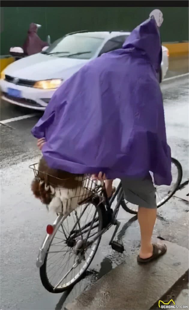 下雨天，网友跟一只陌生狗狗一起躲雨，但躲着躲着……心碎一地