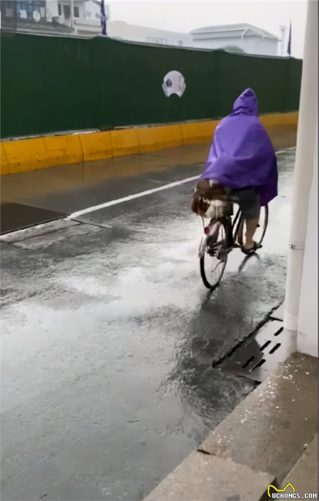 下雨天，网友跟一只陌生狗狗一起躲雨，但躲着躲着……心碎一地