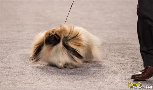 寻根问祖系列（122）：北京犬（Pekingese）