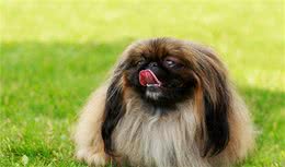 寻根问祖系列（122）：北京犬（Pekingese）