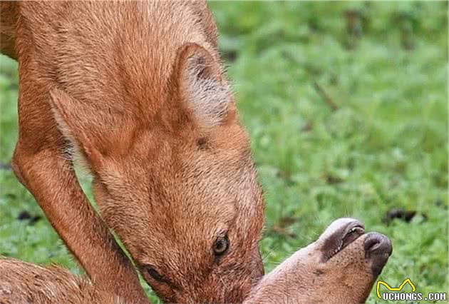 “豺”惊现云南！犬科中的“迅猛龙”，掏肛捕猎，还敢虎口夺食