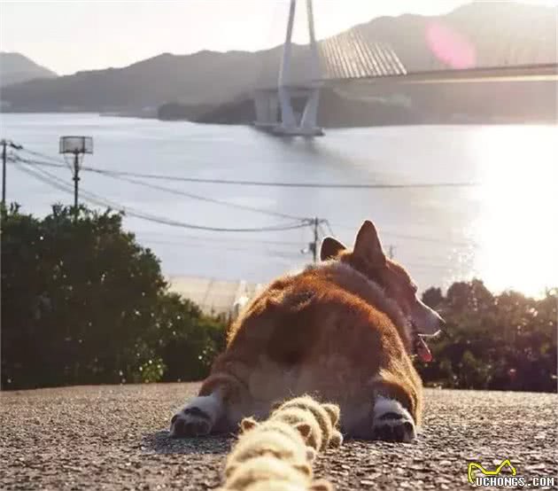 网友一夜白头，罪魁祸首竟是柴犬