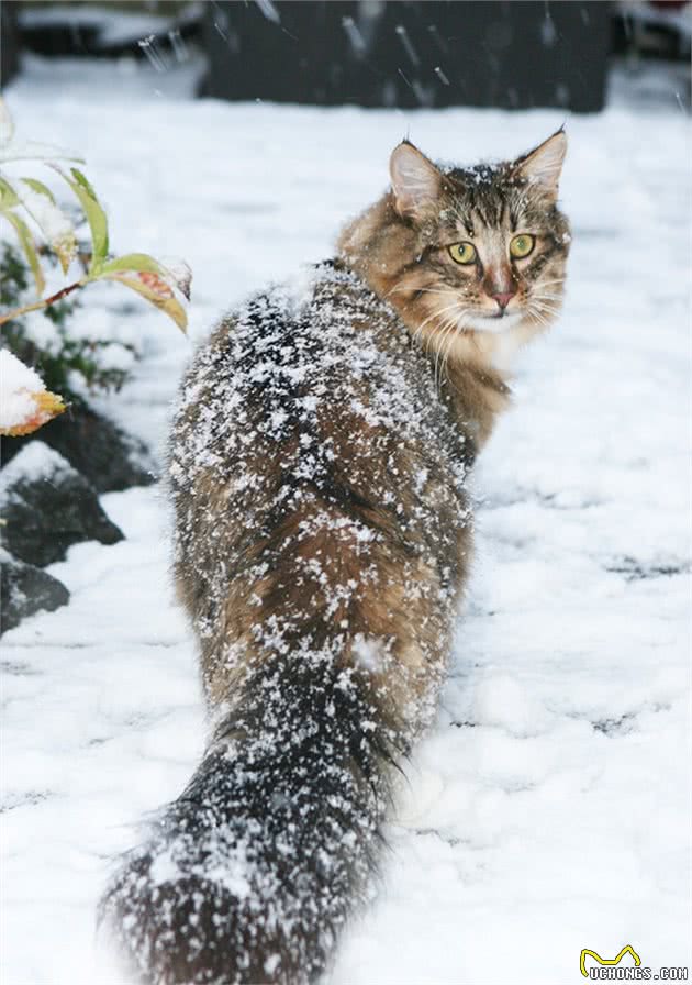 10万美金！看一看这世界上最昂贵的20种猫吧