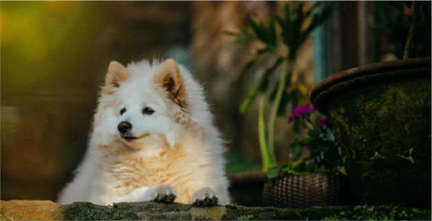 怎么成为恶犬的？一起搞懂狗狗的情绪红绿灯