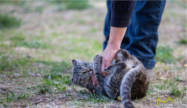 吃生肉会让猫变凶咬人？别闹了，如果不给猫吃肉，猫会吃掉自己