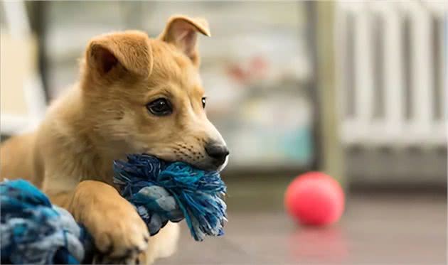 几个要素告诉你，如何让狗狗在幼犬期就养成好习惯...