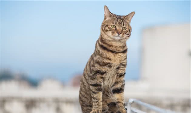 遛猫出门，这些准备不能少