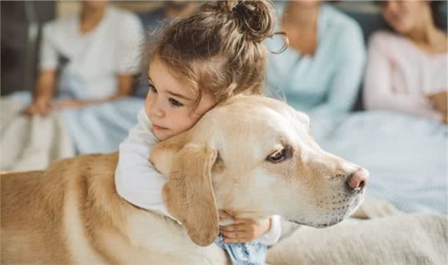 拉布拉多犬优缺点：花2分钟看完，别养了之后才后悔