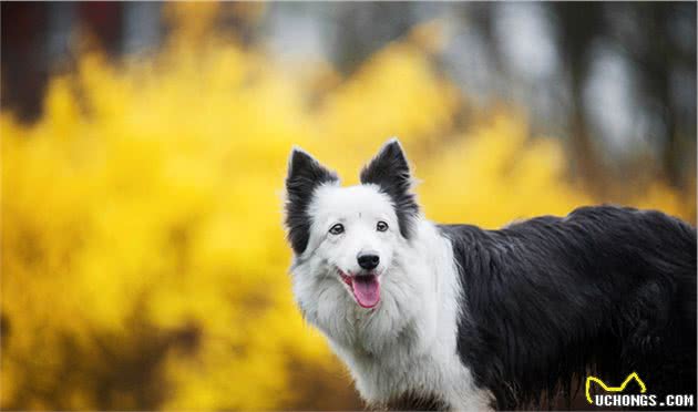 世界上最聪明的狗狗—边境牧羊犬