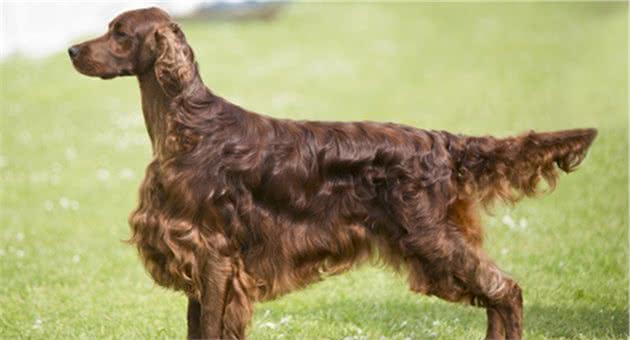 寻根问祖系列（50）：爱尔兰赛特犬（IrishSetter）