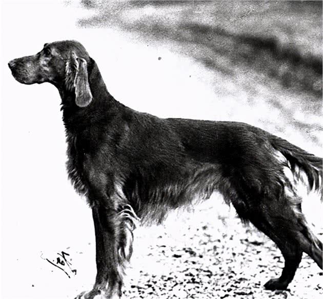 寻根问祖系列（50）：爱尔兰赛特犬（IrishSetter）