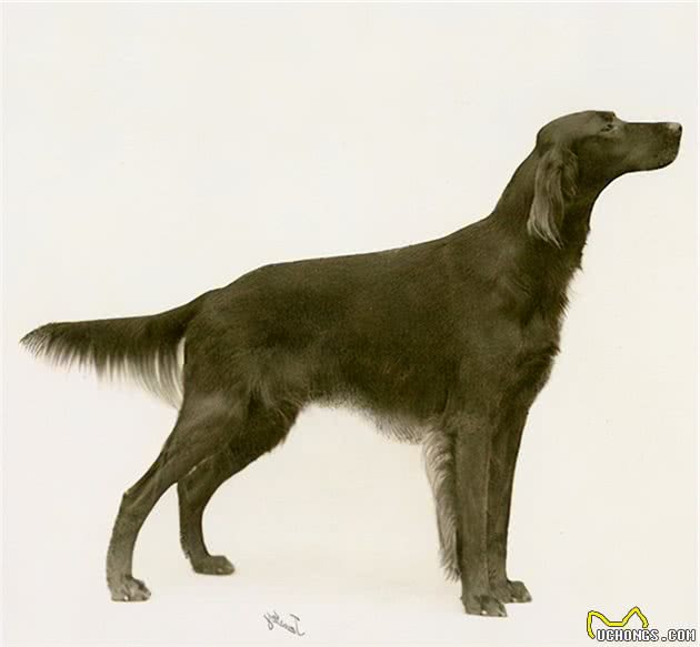 寻根问祖系列（50）：爱尔兰赛特犬（IrishSetter）