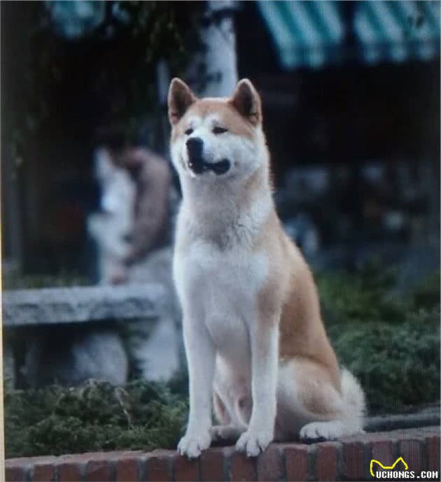 日本秋田犬面临灭绝，你知道秋田犬为何成为日本“国犬”吗？