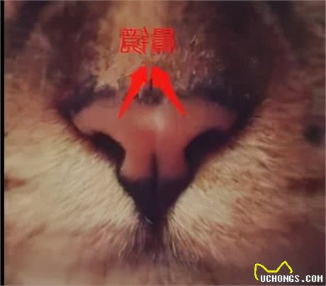 干鼻头or湿鼻头？猫咪鼻子怎样才是健康的？