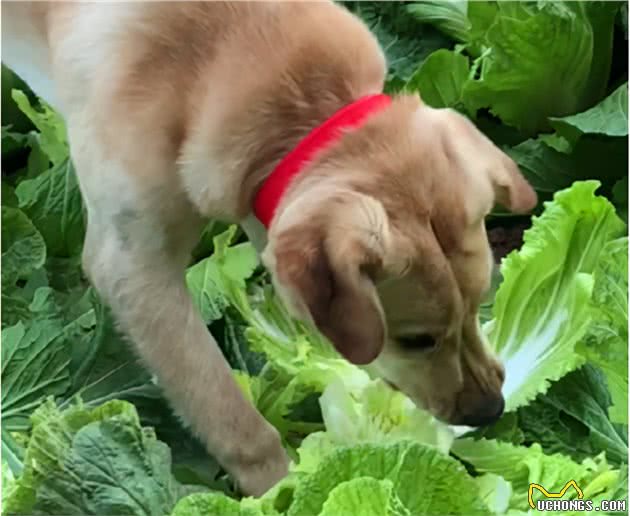 狗狗吃这几种食物要当心！人食、肉类上榜