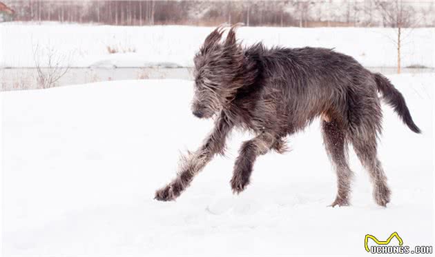 来看一下这世界级的猛犬，藏獒都只能靠边站？