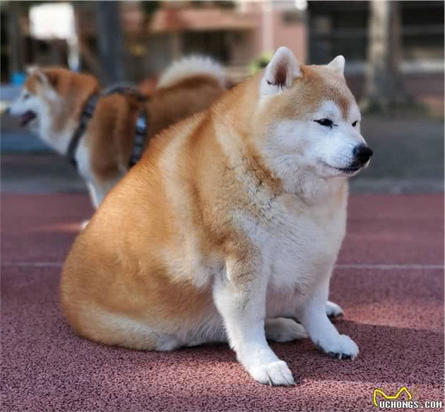 柴犬也有香港脚？该如何解决？